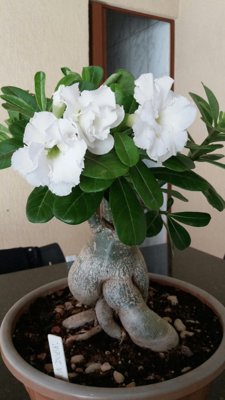 A delicate white Desert Rose, known for its rarity and sophisticated look.