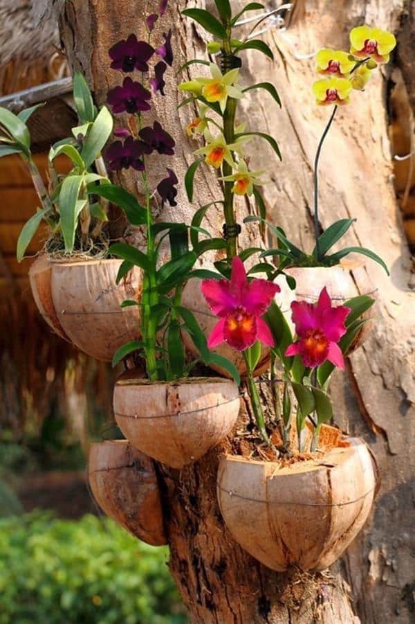 Take advantage of planting on a tree trunk. For this, dried coconut shells were used as decorative pots.