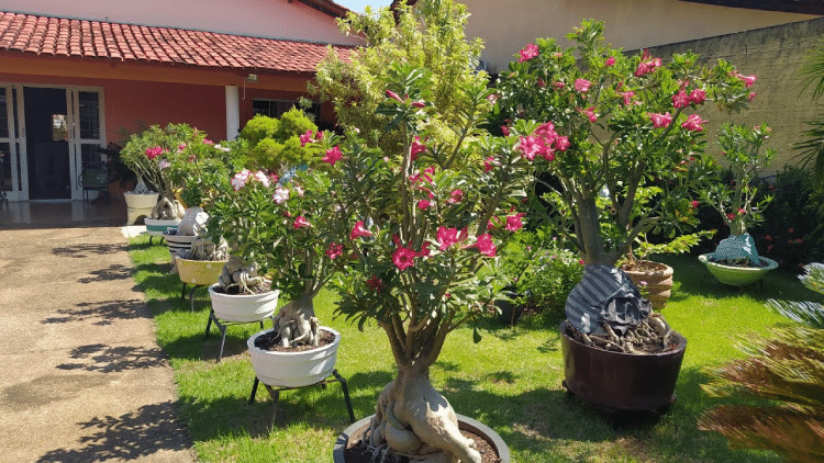 Desert Roses growing in a lush garden, catching everyone