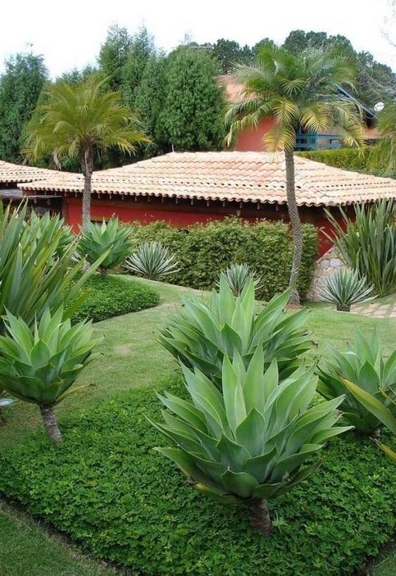 1. Agave-dragão é uma planta muito utilizada em paisagismo, normalmente sendo combinadas com outras espécies para que possam compor o jardim.
