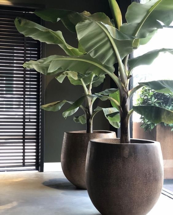 2. Já pensou em ter mini bananeiras em seu jardim? Mas calma, apesar de minis elas ainda são grandes, ideais para áreas com um maior espaço disponível.