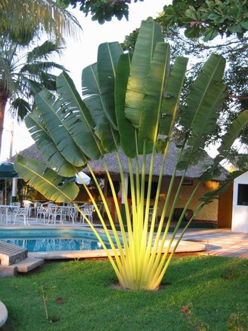 4. Que tal essa bananeira-ornamental logo na entrada de casa? Ela é grandiosa, e por conta disso não passa despercebida.
