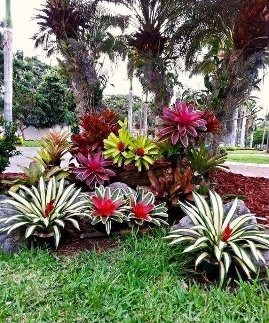 6. Bromélias se dão bem tanto dentro quanto fora de casa, e por isso tem um uso bastante amplo em meio aos jardins!
