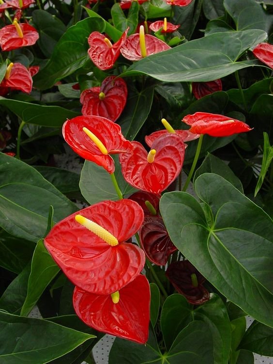 8. Antúrios vermelhos dão mais beleza a qualquer espaço! Diante de uma cor bastante vibrante, chamam bastante atenção.