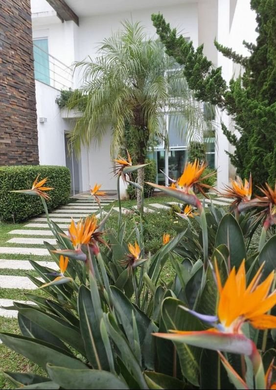 10. Ave-do-paraíso é outra opção de planta para jardim, com belas flores de brinde e contando com uma aparência bastante exótica.
