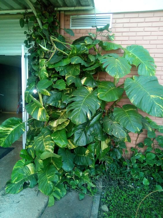 11. A jiboia gigante é uma planta que atinge grandes proporções na área externa e exige poucos cuidados, tornando mais simples a sua manutenção.