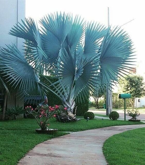 12. A palmeira azul com folhas em leque é uma boa alternativa para quem dispõe de mais de espaço, já que crescem muito.