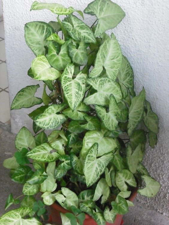 13. Singônios também são plantas resistentes, lidando bem com situações adversas, como solo seco, sol e chuva.