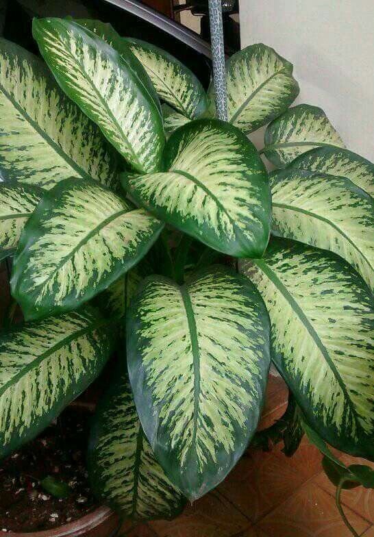 14. Comigo-ninguém-pode: essa plantinha já dá o recado no nome, sendo símbolo de proteção. Mas cuidado: ela é tóxica!