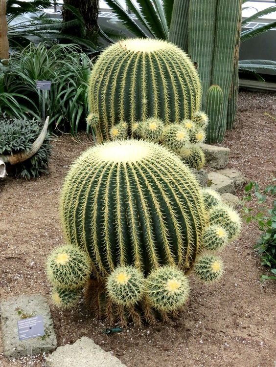 15. Cacto-barril ou “assento de sogra” é outra opção interessante para o seu jardim, tendo um formato mais arredondado que é bem diferente.