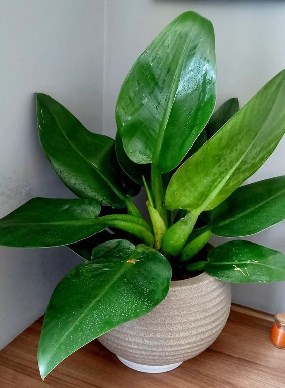 19. O pacová ou babosa-de-pau é uma planta brasileira linda, que se adapta muito bem a ambientes com claridade.