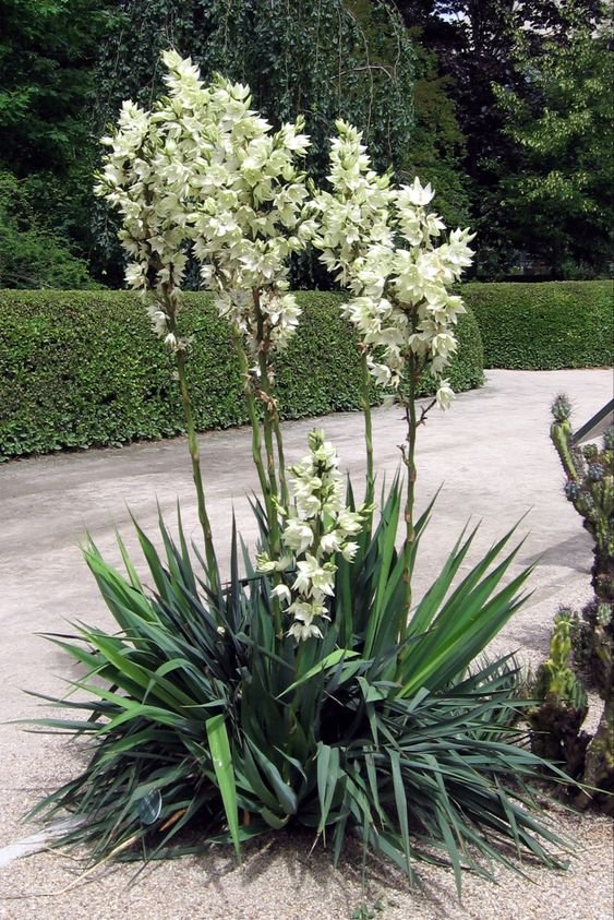 20. Se você quer um jardim e tem espaço para plantas grandes, considere a Iuca ou agulha-de-adão como uma alternativa.