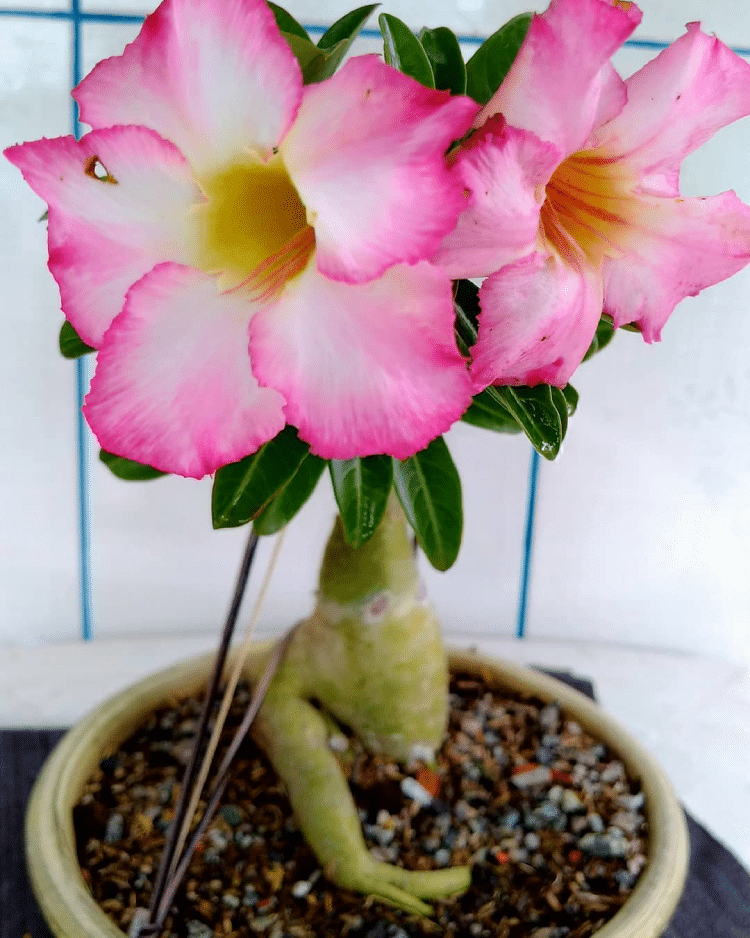 A small potted Desert Rose, kept away from children and pets due to its venom.