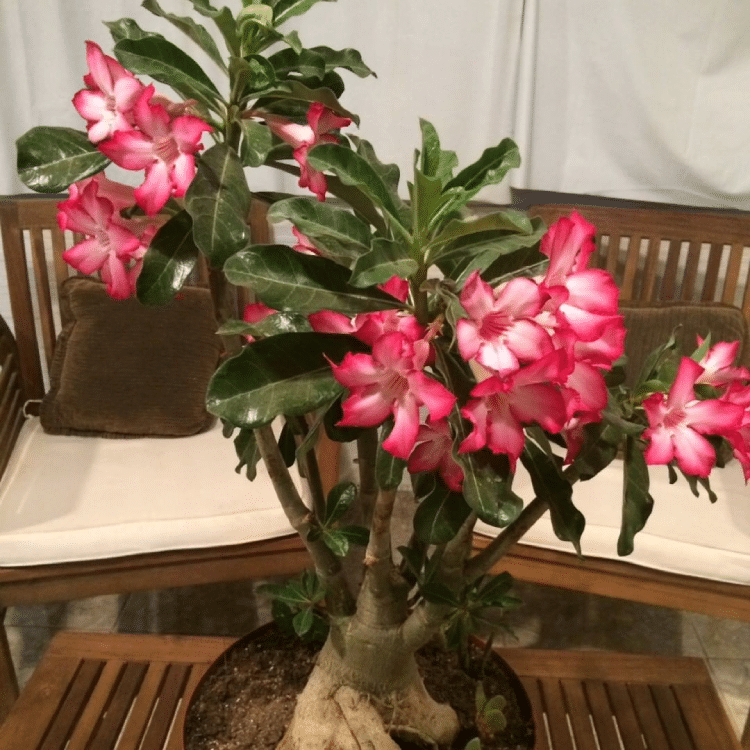 A Desert Rose used as a beautiful centerpiece decoration.