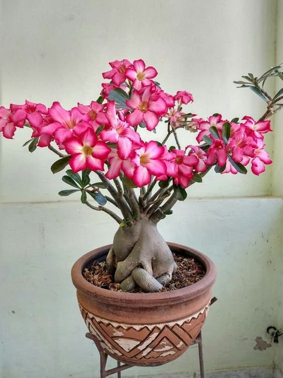 Close-up view of the seiva of the Desert Rose, which contains toxic venom.