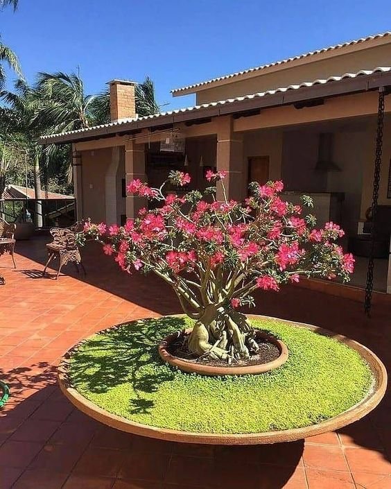 Considerations for choosing a pot that is sturdy and large enough for the plant