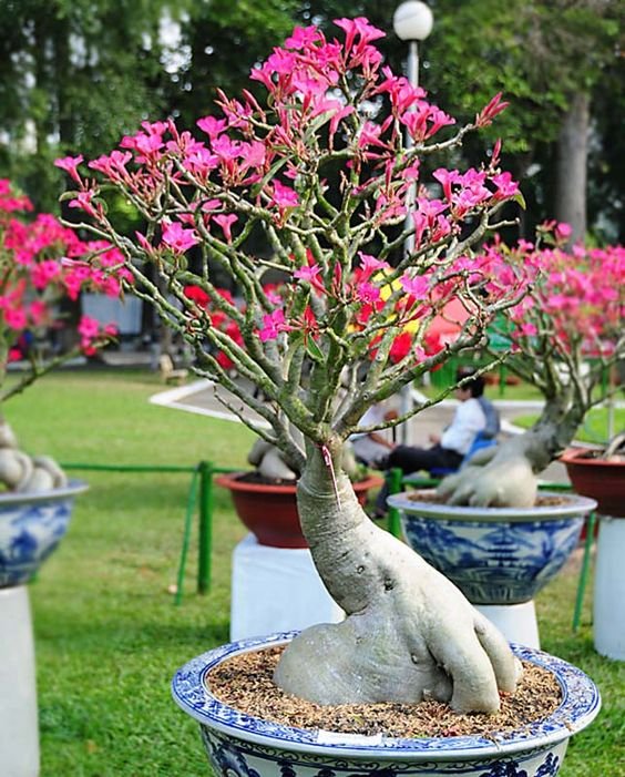 Desert Rose flowering throughout the year if properly maintained.