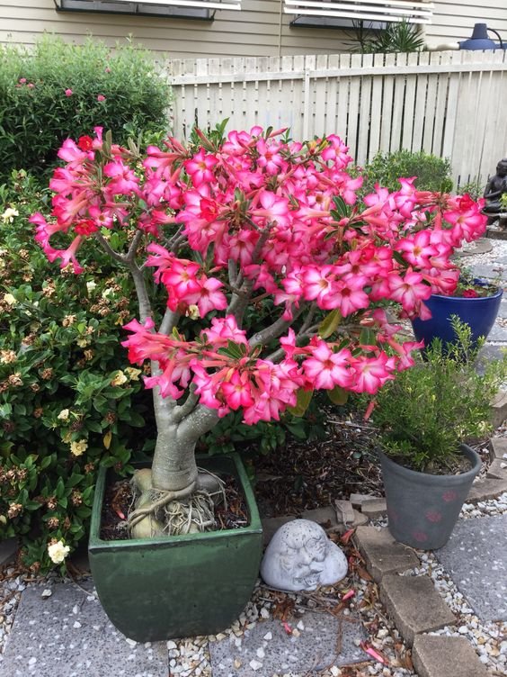 Healthy Desert Rose flowering beautifully with the right care.