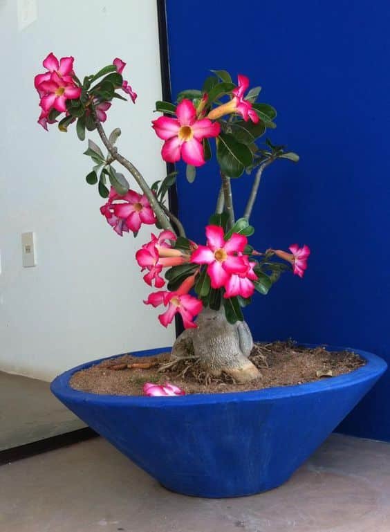 Pre-flowered Desert Roses available for sale, making cultivation easier.