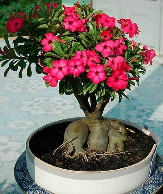 Cost of a mature, flowering Desert Rose, generally not less than R$100.