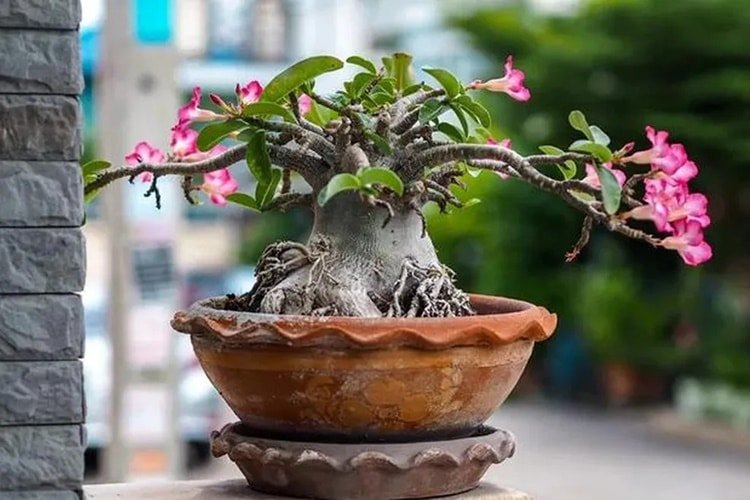 Desert Roses displayed in an external area, perfect for outdoor decoration.