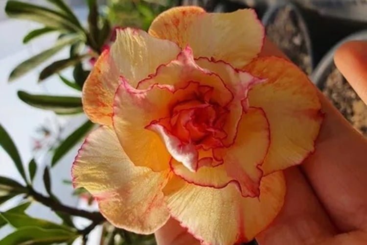 A delicate yellow Desert Rose, distinct in its appearance.