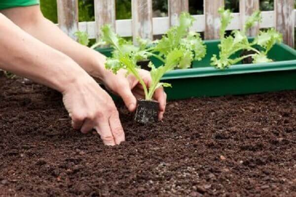 How to plant lettuce seeding requires a good seed or healthy seedling; acquire from responsible producers. Source: Novo Negócio