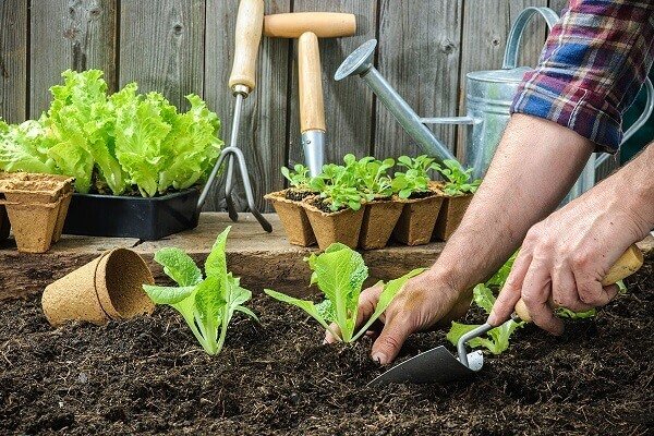 How to plant lettuce depends on good fertilization, buy special substrates for planting vegetables. Source: Horta do Campo Grande