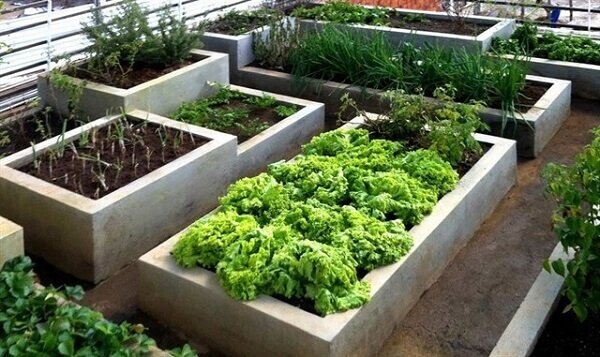 How to plant lettuce in a garden produces a large amount of lettuce, take advantage of it to eat healthily. Source: Blog Plantei