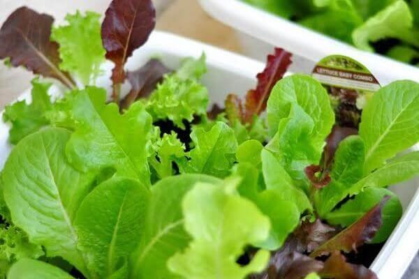 How to plant lettuce at home can produce different varieties; acquire various types of seeds. Source: Lar Natural