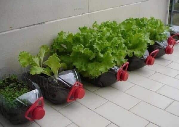 How to plant lettuce in a PET bottle at home depends on a few cares; remember that the lettuce should be watered in the early hours of the morning. Source: Mundo Ecologia