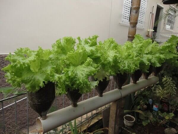 How to plant lettuce in a PET bottle preserves the nutrients of the vegetable; invest in reusing disposable packaging. Source: Mundo Ecologia