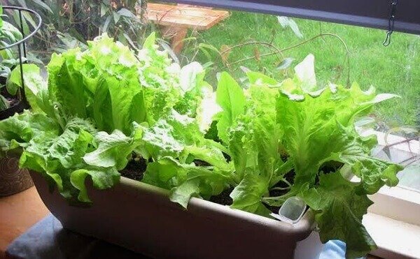 How to plant lettuce in a pot doesn