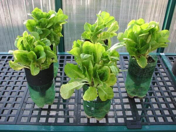How to plant lettuce in water has several nutritional advantages, cultivate this habit at home. Source: Tudo Hidroponia