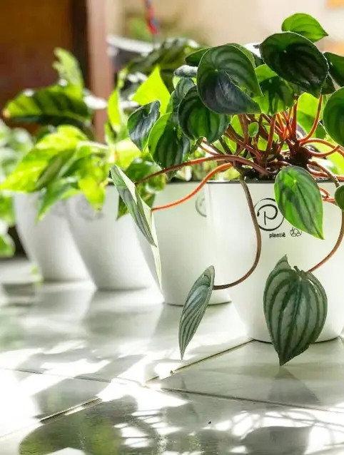 Vaso Autoirrigável: Peperômias gostam luz indireta, solo bem drenado e rega moderada – Foto: Plantiê Vasos Autoirrigáveis