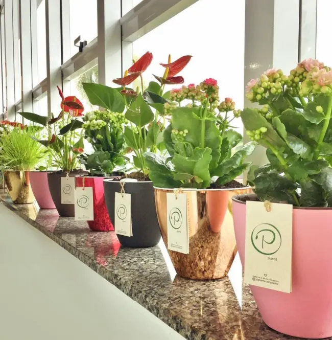 Vaso Autoirrigável: vasos Plantiê enfeitam o peitoril da janela – Foto: Plantiê Vasos Autoirrigáveis