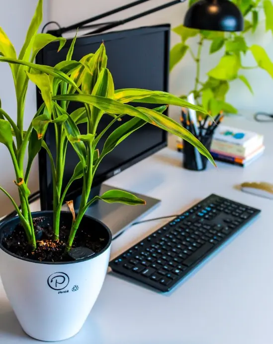 Vaso Autoirrigável: um toque de natureza no escritório – Foto: Plantiê Vasos Autoirrigáveis