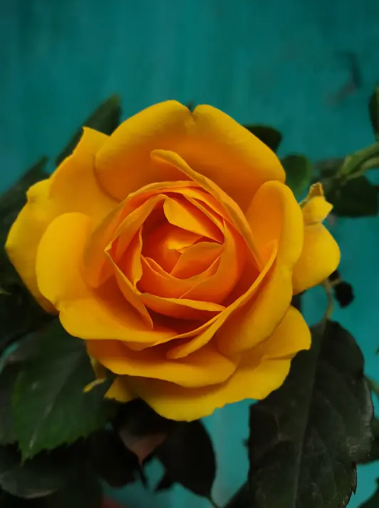 A rosa amarela transmite amor platônico e amizade eterna. É ideal para presentear amigos especiais.