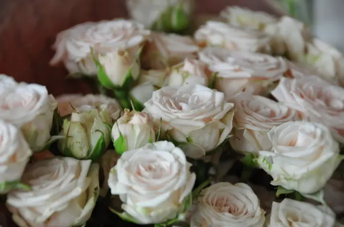 A rosa branca transmite pureza, paz e inocência, ideal para compor arranjos elaborados com outras flores.