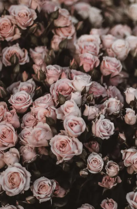 A rosa cor-de-rosa representa gratidão, admiração, apreço e amor, sendo popular para expressar emoções a amigos e familiares.