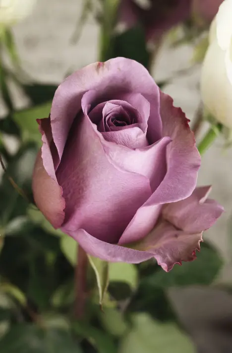 A rosa violeta simboliza encanto, magia e amor à primeira vista, associada à realeza.