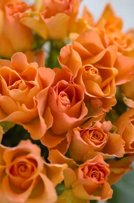 A rosa laranja expressa entusiasmo, desejo e fascínio, frequentemente utilizada como sinal de atração romântica.