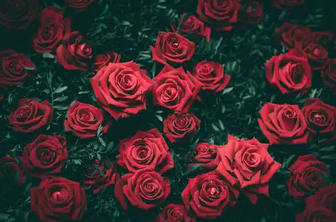 Antes do plantio das rosas, é importante preparar o solo adequadamente, cavando um buraco de 40cm de fundo e 50cm de largura.