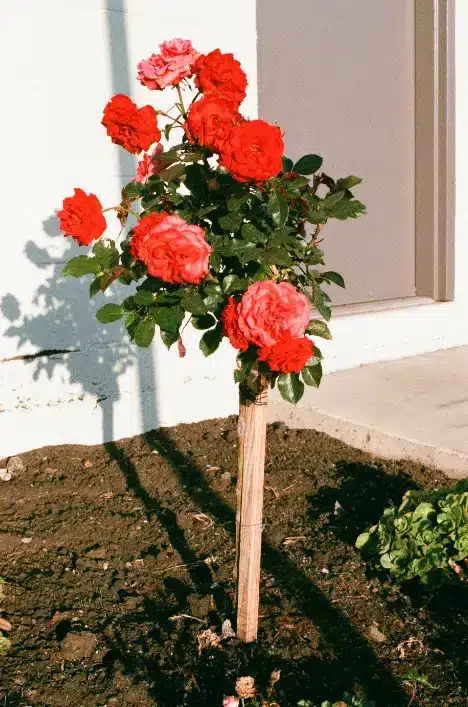 Para fazer uma muda de rosa, escolha um galho grosso e siga os passos adequados para o cultivo.