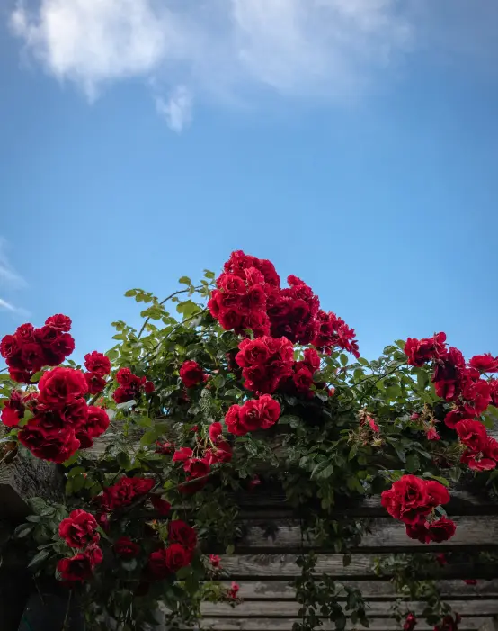 O segredo para cultivar rosas saudáveis inclui a escolha da variedade certa, preparo do solo e proteção contra pragas.