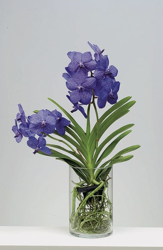 arranjo de orquídea vanda em vaso de vidro