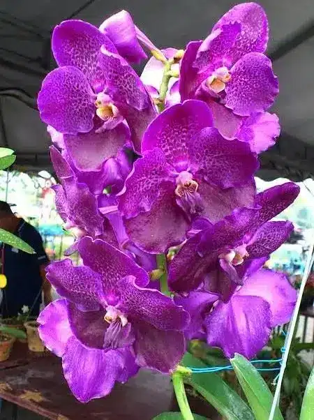 arranjo de orquídea vanda grande