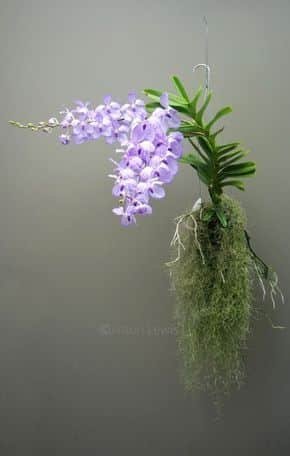 arranjo de orquídea vanda lilás