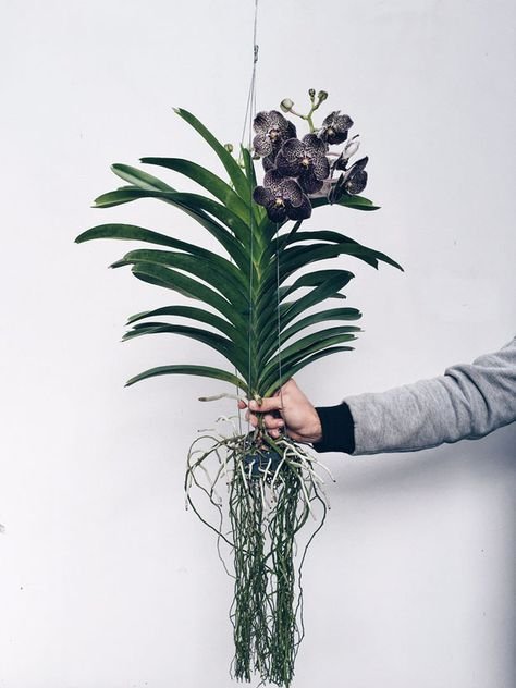 arranjo de orquídea vanda preta
