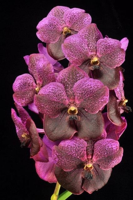 arranjo de orquídea vanda roxo escuro